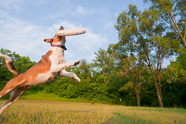 istock Dog catching a disc toy 184839343