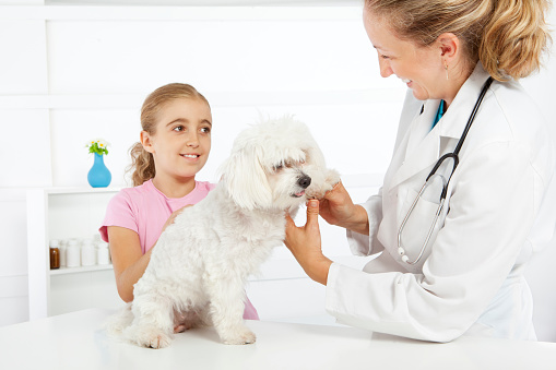 Female Veterinarian doctor checking little girl's pet, Maltese Dog, at veterinary's office, selective focus to female doctor