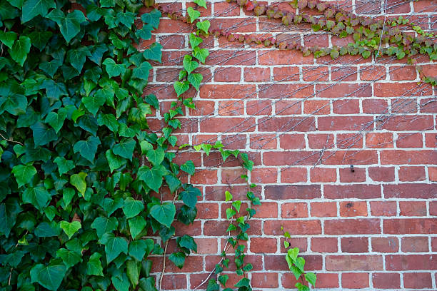 Ivy growing up a brick wall, with lots of copy-space for your words or images.