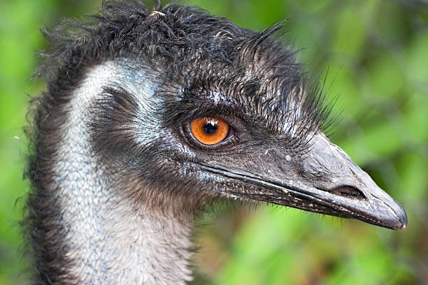 l'uem australie - young bird beak feather ostrich photos et images de collection