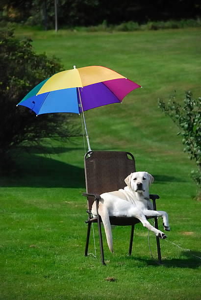 Dog in Lawn Chair "A dog relaxes in a lawn chair with an umbrella on a hot summer day in Parrsboro, Nova Scotia." creighton stock pictures, royalty-free photos & images