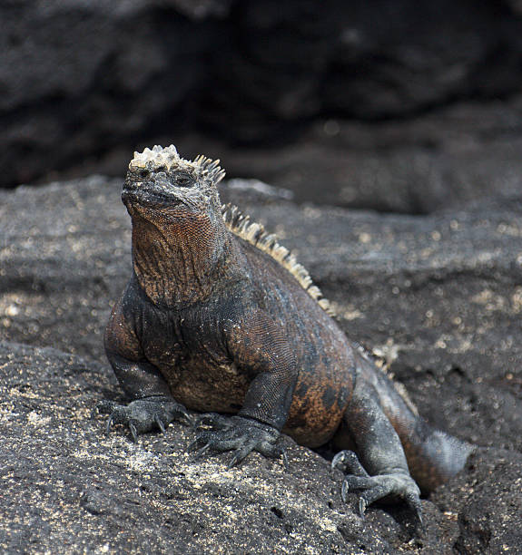 istock Galapagos: Marine Iguana with Dark Background 184840259