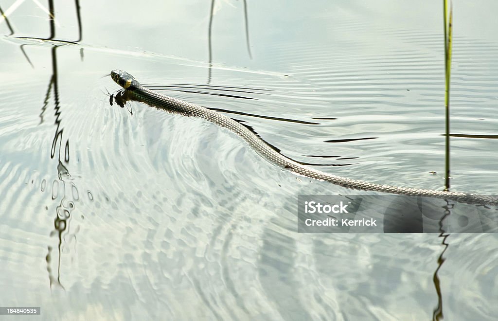 - grass snake - Lizenzfrei Amphibie Stock-Foto