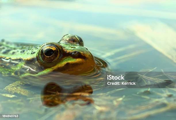 Poolfrosch Stockfoto und mehr Bilder von Amphibie - Amphibie, Fotografie, Frosch