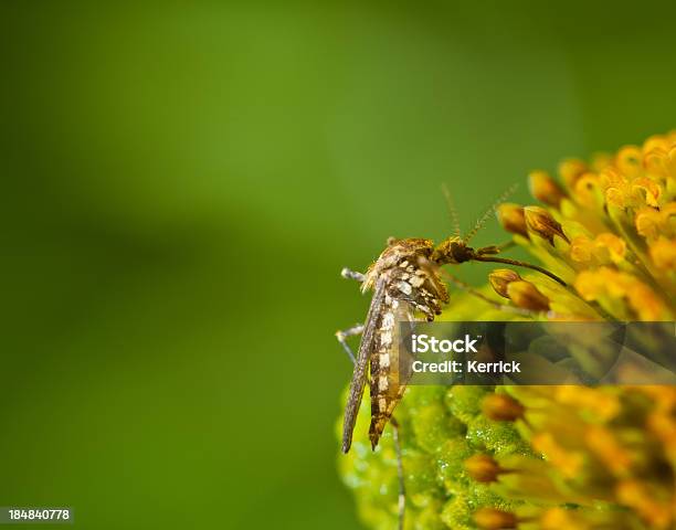 Moskito Auf Blume Stockfoto und mehr Bilder von Moskito - Moskito, Männliches Tier, Bestäubung