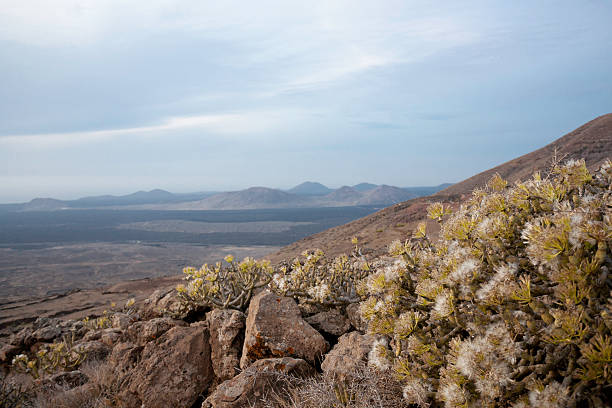 istock lanzarote of  landscape 184840820