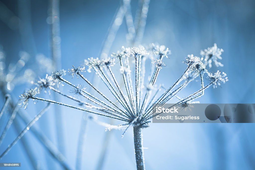 A close-up of hoarfrost on a plant Ice covered plant in a winter garden Frost Stock Photo