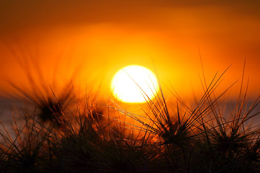 Intense sunrise silhouetted by sand dune grass.