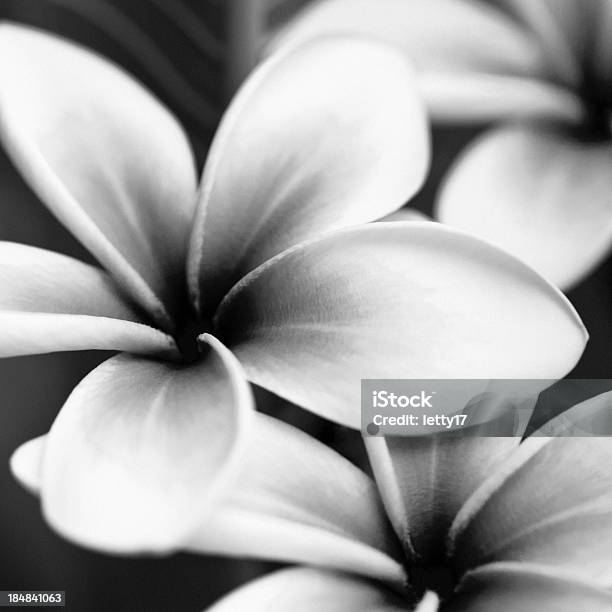 Frangipani - Fotografie stock e altre immagini di Bianco e nero - Bianco e nero, Fiore, Frangipani