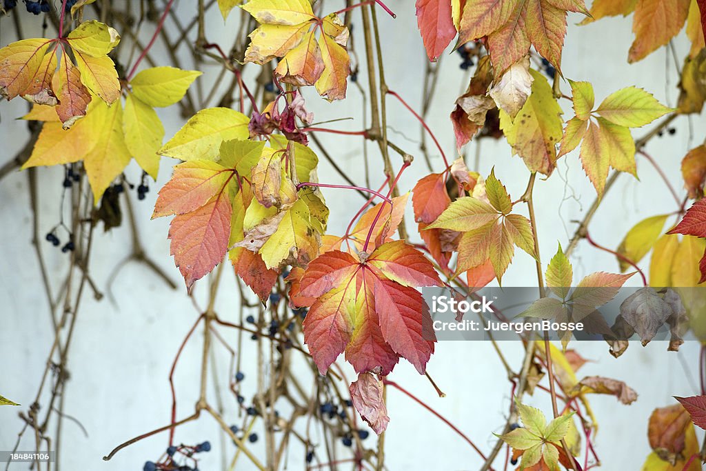 Traube Blätter im Herbst - Lizenzfrei Außenaufnahme von Gebäuden Stock-Foto
