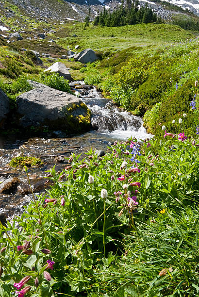 Creek in an Alpine Meadow The 93 mile Wonderland Trail encircles Mount Rainier. The trail crosses many ridges and valleys, gaining and losing 22,000 feet of elevation along the way. The Wonderland Trail was built in 1915 and in 1981 was designated a National Recreation Trail. This scene of a rushing mountain stream was photographed at Summerland, one of the many sub-alpine meadows on the trail. The Wonderland Trail is in Mount Rainier National Park, Washington State, USA. jeff goulden mount rainier national park stock pictures, royalty-free photos & images