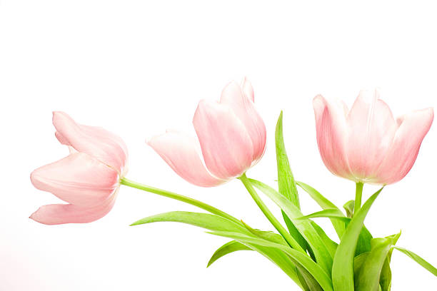 istock Flowers - Pink Tulips 184841348