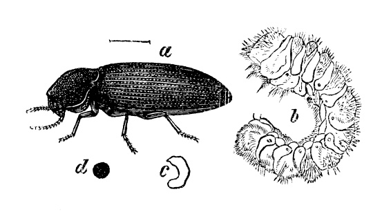 Common Furniture Beetle or House Borer (Anobium Punctatum)