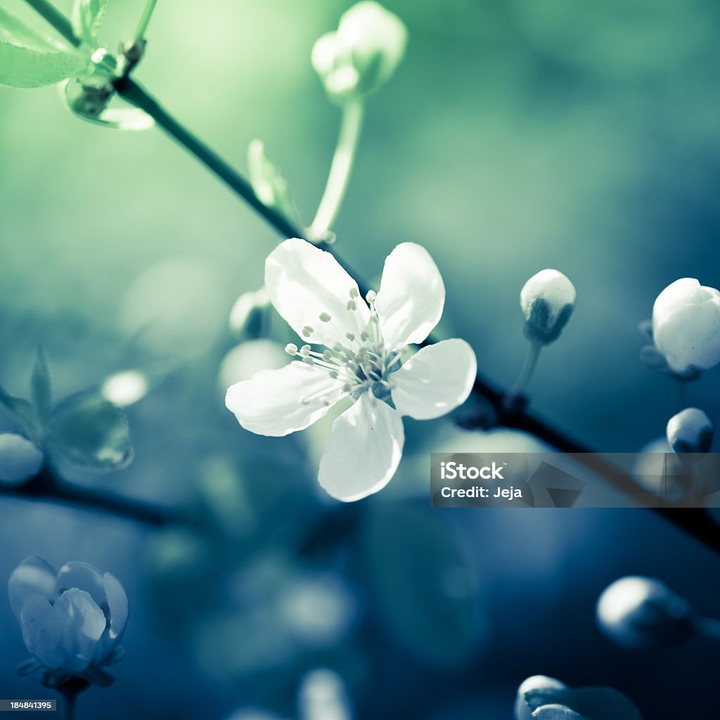 Cherry blossom - Lizenzfrei Ast - Pflanzenbestandteil Stock-Foto
