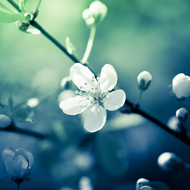 Cherry blossom in the spring.