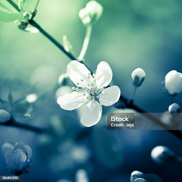 Foto de Cherry Blossom e mais fotos de stock de Azul - Azul, Beleza, Beleza natural - Natureza