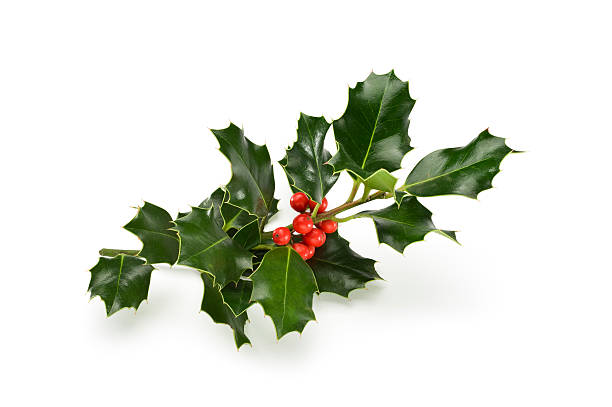 istock Sprig Of Holly.Color Image 184841399