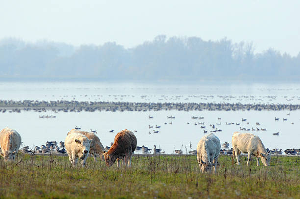 mucca al pascolo sul lago con gregge di migrazione di oca selvatica - vogelzug foto e immagini stock