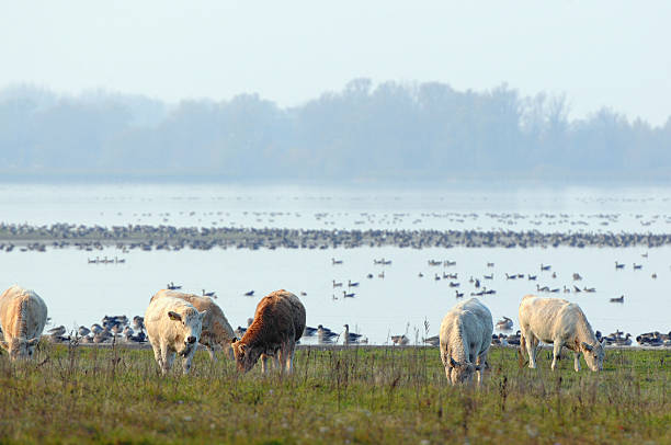 vaca em pastagens lago com rebanho de migração de ganso-bravo - vogelzug imagens e fotografias de stock