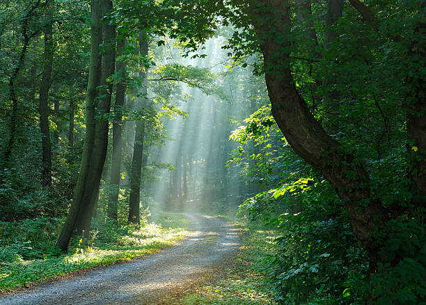 mixte chemin de randonnée à travers forêt arbre à feuilles caduques et sunrays - beech tree wilderness area forest log photos et images de collection