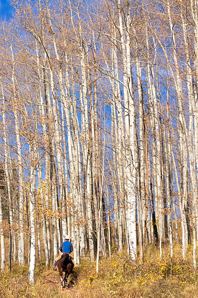 jeździć konno - cowboy horseback riding nature blue zdjęcia i obrazy z banku zdjęć