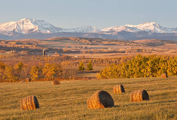 hay bales auf der prairie - okotoks stock-fotos und bilder