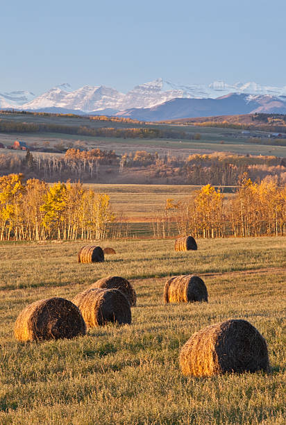 istock Hay Bales on the Prairie in Fall 184842172