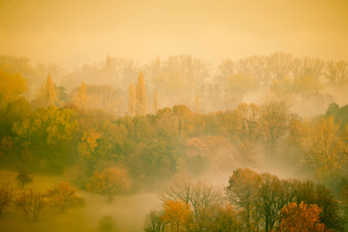 Misty morning in the woods. Beautiful autumn colors.