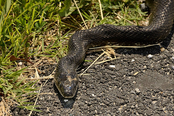 서부극 ratsnake, pantherophis obsoletus, edge - rat snake 뉴스 사진 이미지