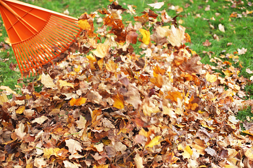 A garden rake being used to fling a bunch of autumn sugar maple leaves flying into a growing pile. Motion blur on the rake and many moving leaves.