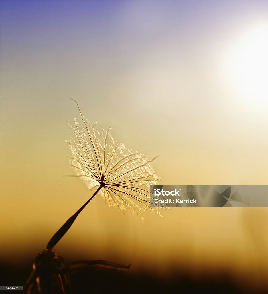 Regenschirme von meadow Schwarzwurzel - Lizenzfrei Baumblüte Stock-Foto