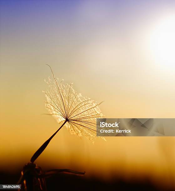 Regenschirme Von Meadow Schwarzwurzel Stockfoto und mehr Bilder von Baumblüte - Baumblüte, Blume, Fotografie