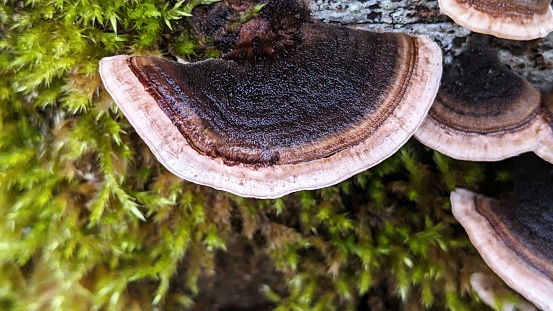 Top down close up view of bracket mushroom, most likely Turkey-Tail (Trametes versicolor), growing on a mossy tree trunk. Taken at Tualatin Hills Nature Park, a wildlife preserve and public park in the suburbs of Portland, OR.
