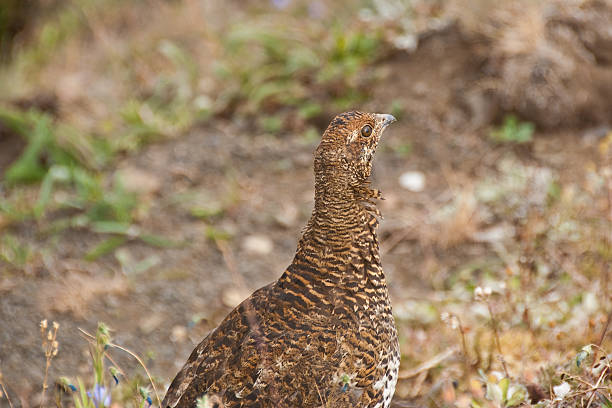 Sooty Grouse Standing in an Alpine Meadow The Sooty Grouse (Dendragapus fuliginosus) lives in the forests of North America's Pacific Coast mountain ranges from southeast Alaska and Yukon to California. Adult males are dark with a yellow air sac on the throat surrounded by white. Adult females are mottled brown with dark brown and white marks on the underparts. The sooty grouse is a permanent resident in its range but may move short distances by foot or flight in winter. The sooty grouse’s diet consists of conifer needles for which they forage on the ground as well as other green plants and insects. This female sooty grouse was photographed on Hurricane Ridge near Port Angeles, Washington State, USA. jeff goulden olympic national park stock pictures, royalty-free photos & images