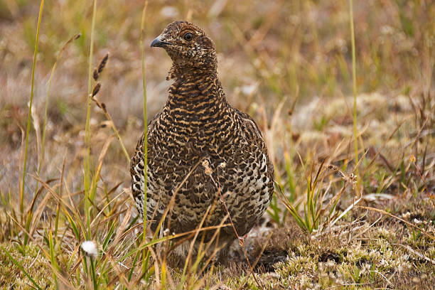 Sooty Grouse Looking at Camera The Sooty Grouse (Dendragapus fuliginosus) lives in the forests of North America's Pacific Coast mountain ranges from southeast Alaska and Yukon to California. Adult males are dark with a yellow air sac on the throat surrounded by white. Adult females are mottled brown with dark brown and white marks on the underparts. The sooty grouse is a permanent resident in its range but may move short distances by foot or flight in winter. The sooty grouse’s diet consists of conifer needles for which they forage on the ground as well as other green plants and insects. This female sooty grouse was photographed on Hurricane Ridge near Port Angeles, Washington State, USA. jeff goulden olympic national park stock pictures, royalty-free photos & images
