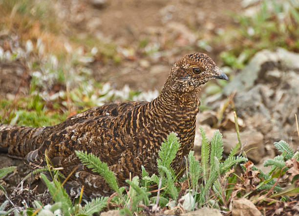 Sooty Grouse Feeding in an Alpine Meadow The Sooty Grouse (Dendragapus fuliginosus) lives in the forests of North America's Pacific Coast mountain ranges from southeast Alaska and Yukon to California. Adult males are dark with a yellow air sac on the throat surrounded by white. Adult females are mottled brown with dark brown and white marks on the underparts. The sooty grouse is a permanent resident in its range but may move short distances by foot or flight in winter. The sooty grouse’s diet consists of conifer needles for which they forage on the ground as well as other green plants and insects. This female sooty grouse was photographed on Hurricane Ridge near Port Angeles, Washington State, USA. jeff goulden olympic national park stock pictures, royalty-free photos & images