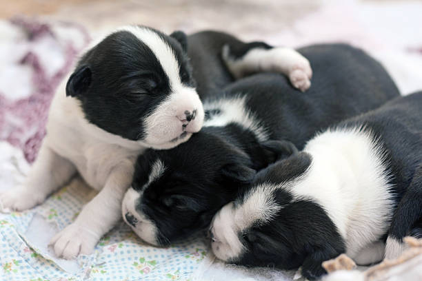 Boston Terrier Puppies Newborn Boston Terrier puppies. newborn animal stock pictures, royalty-free photos & images
