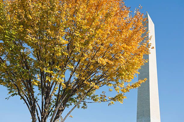 istock Washington monument at the mall, in DC with colorful tree 184843210