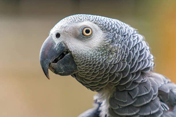 istock African Gray Parrot With Open Beak 1848433167