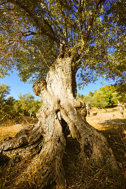 オリーブの木 - olive tree tree root old ストックフォトと画像