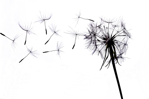 Dandelion seeds on white background dispersing with the wind