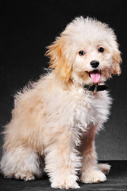istock Golden puppy 184843745