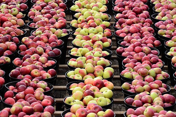 autunno di mele - spartan apple foto e immagini stock