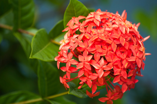 Closeup capture of a blooming red  ixora tropical shrub.