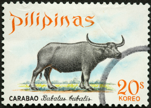 bubalus bubalis water buffalo on a Philippine stamp