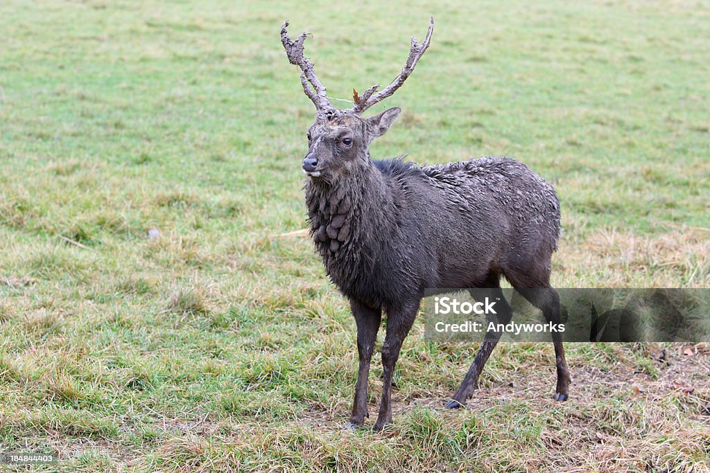 Sikahirsch nach Schlammbad - Lizenzfrei Bock - Männliches Tier Stock-Foto