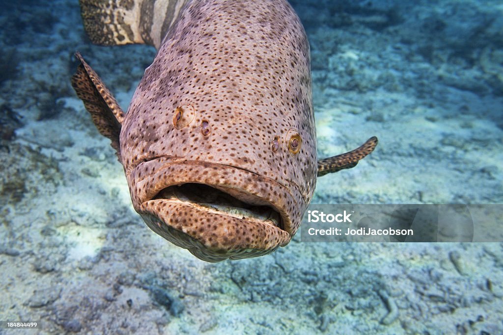 Giant Malabar, malabaricus Epinephelus Striatus - Foto de stock de Flórida - EUA royalty-free