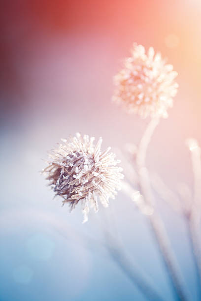 istock Plants in a winter garden 184844623