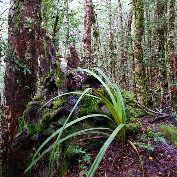 park narodowy kahurangi flora - kahurangi zdjęcia i obrazy z banku zdjęć