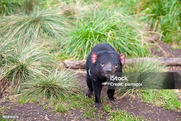 Bella Diavolo Orsino - Fotografie stock e altre immagini di Animale - Animale, Animale selvatico, Australia